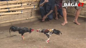đá gà cựa dao