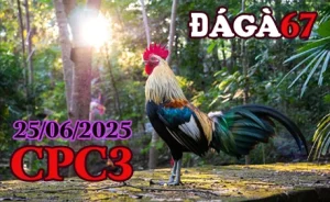 Full Clip Đá Gà Thomo C3 Ngày 25/06/2025